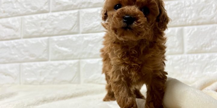 ロイヤルカニッシュ女の子