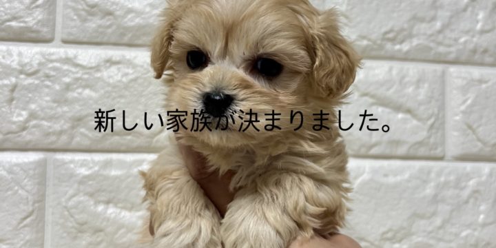 マルプー男の子