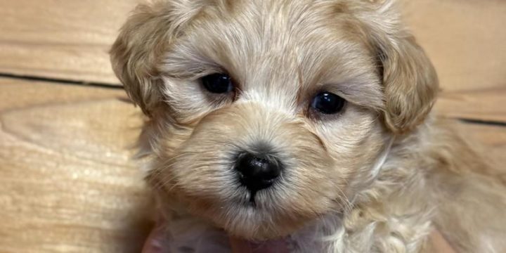 マルプー男の子